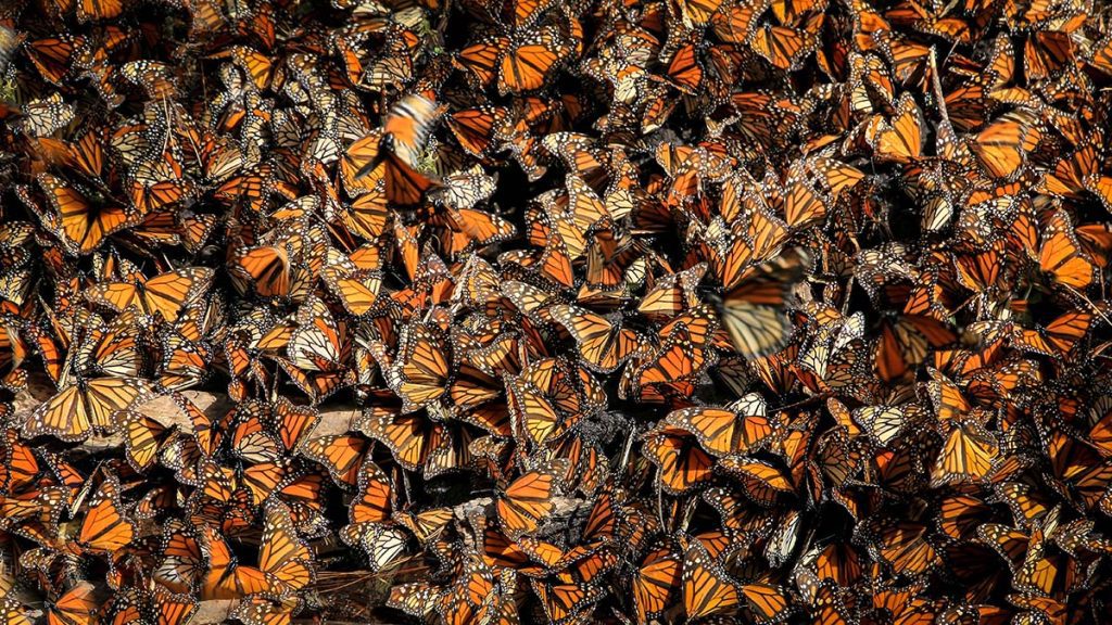Grande quantité de papillons monarque entassés les uns sur les autres